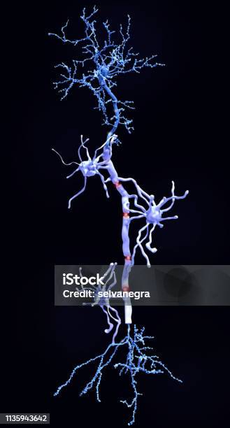 A Pyramidal Neuron With Myelin Sheaths Produced By Oligodendrocytes Stock Photo - Download Image Now