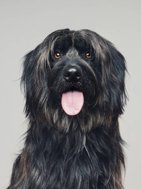 retrato de estudio de perro pastor mirando a la cámara sobresaliendo de la lengua - ojos amarillos fotografías e imágenes de stock