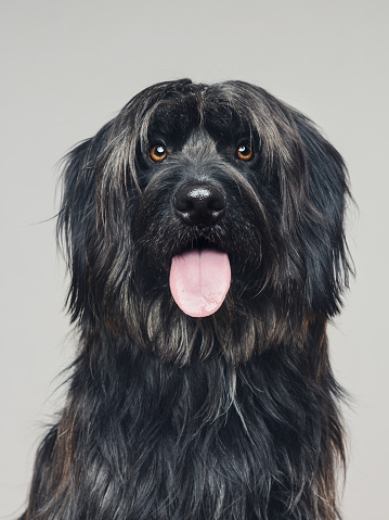 Close up portrait of cute big sheepdog sticking out the tongue against gray background. Dark grey catalan sheepdog Gos d’atura looking at camera. Sharp focus on eyes. Square studio portrait from DSLR camera.