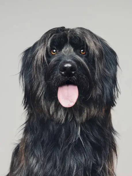 Photo of Sheepdog studio portrait looking at camera sticking out the tongue