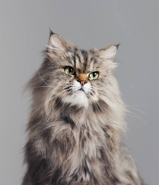 retrato de estudio de gato persa de pura raza mirando al lado con actitud - longhair cat fotografías e imágenes de stock