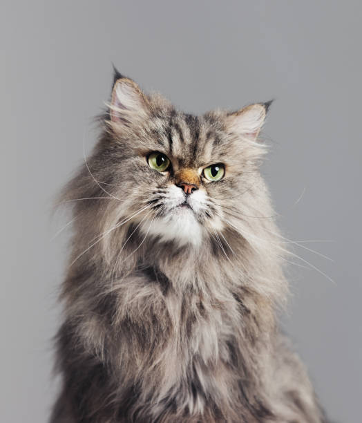 Studio portrait of purebred persian cat looking to the side with attitude Close up portrait of purebred persian cat against gray background looking to the side with attitude. Sharp focus on eyes. Vertical studio portrait. longhair cat stock pictures, royalty-free photos & images