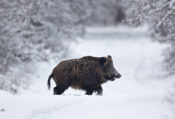 istock Wild boar walking on snow in forest 1135943920