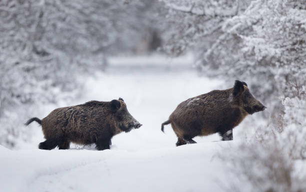 숲에서 눈을 걷는 야생 멧돼지 - domestic pig animals in the wild wild boar hunting 뉴스 사진 이미지