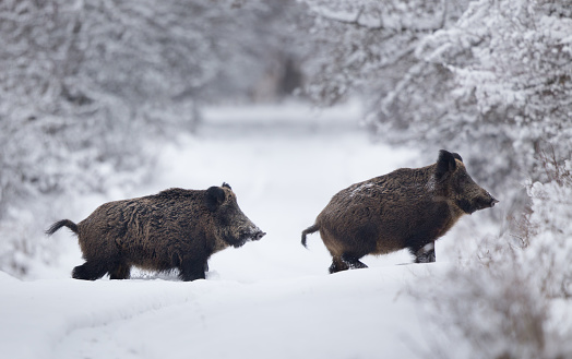 Wild boars walking on snow in forest. Wildlife in natural habitat