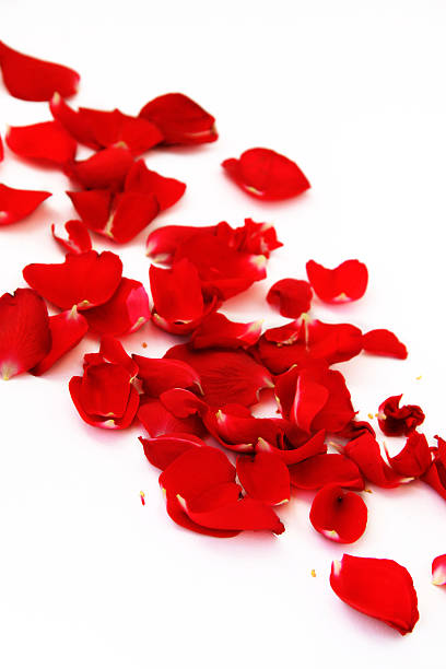istock Petals of a red rose 113594513