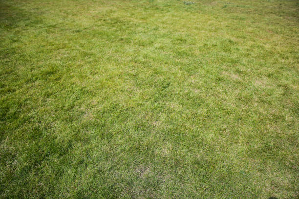 istock Green grass lawn outdoors. Bright colours of summer. 1135945809