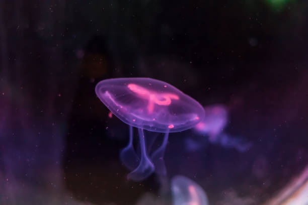 mondqualle, die im tiefblauen ozean schwimmen - jellyfish translucent sea glowing stock-fotos und bilder