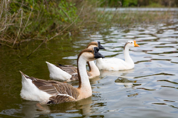 istock Three beautiful geese swim in the water. 1135946098