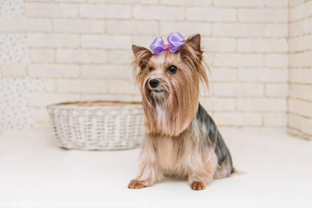 istock Cute yorkshire terrier with violet bow after grooming on white brick wall background. 1135947094