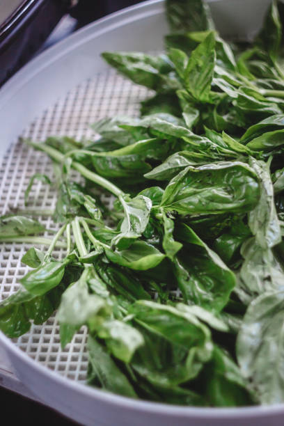 istock fresh green basil leaves on a grid dehydrator dryer 1135947270
