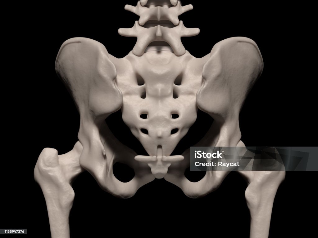 Pelvis In Human Human Pelvis Stock Photo - Download Image Now - Hip - Body Part, Human ...