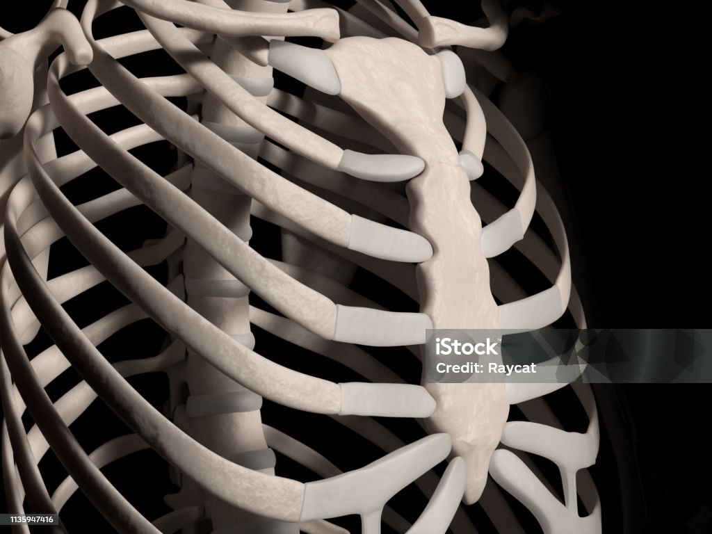 Human Ribcage Stock Photo Biology Diagrams