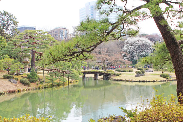 "rikugien gardens" em bunkyo-ku, tóquio. - footpath tree japan stepping stone - fotografias e filmes do acervo