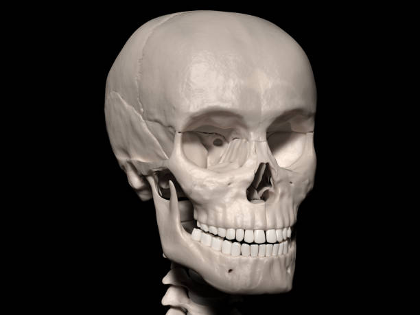 Human skull Digital medical illustration: Anterior (front) view  of human skull (skeleton). sphenoid bone stock pictures, royalty-free photos & images