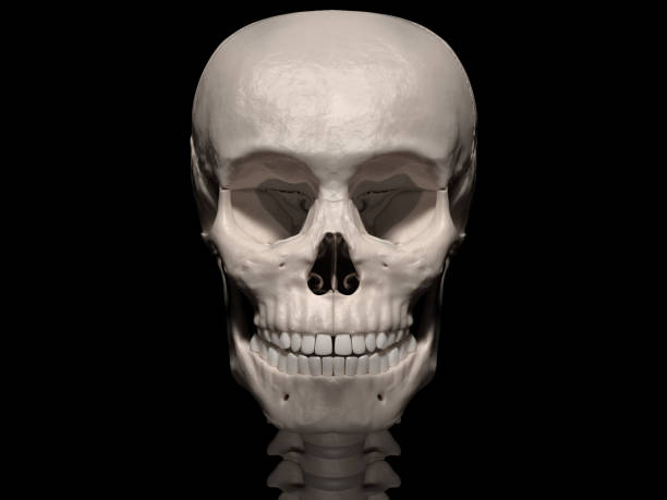 Human skull Digital medical illustration: Anterior (front) view  of human skull (skeleton). sphenoid bone stock pictures, royalty-free photos & images