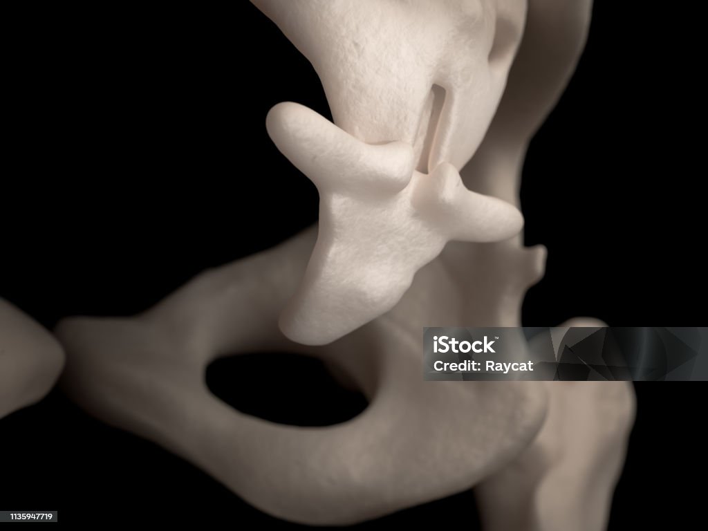 Backbone Tale Joint Human Tailbone Stock Photo - Download Image Now - Anatomy, Belgium ...