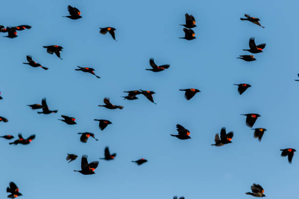 istock Red Winged Blackbirds fly in massive flock over farmlands 1135948608