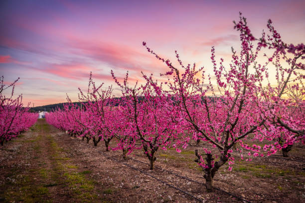 Peach tree floration at sunset in Catalonia. Spain