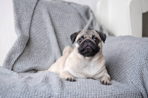 istock Puppy breed pug lying on the couch. 1135950266
