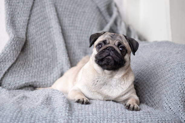 istock Puppy breed pug lying on the couch. 1135950269