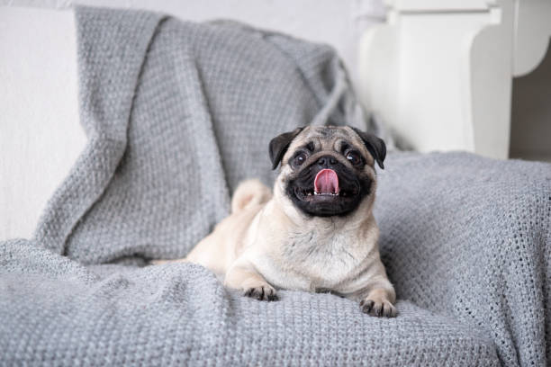 istock Puppy breed pug lying on the couch. 1135950270