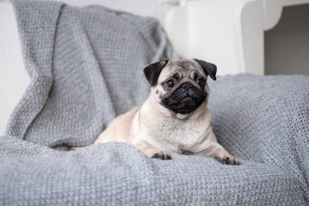 Puppy breed pug lying on the couch.