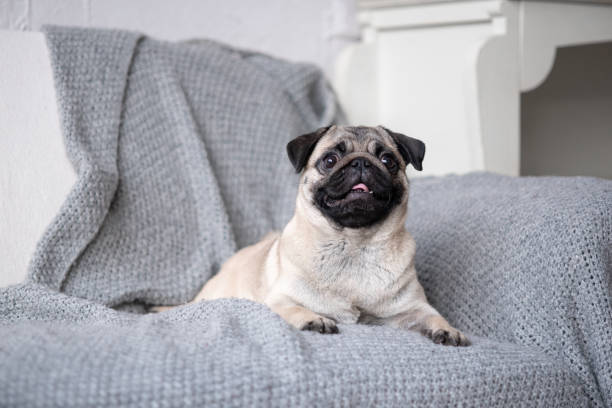 istock Puppy breed pug lying on the couch. 1135950280