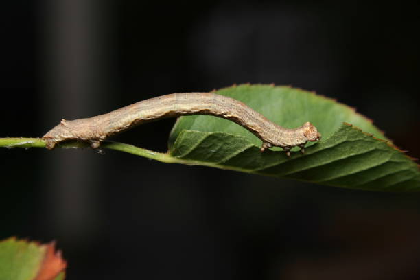 istock Looper Moth Caterpillar 'Geometridae ennominae' 1135950372