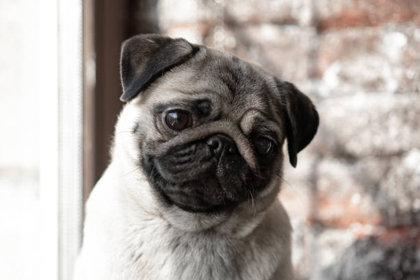 istock The puppy Pug is sitting sad on the window. 1135950373