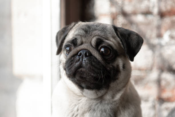 istock The puppy Pug is sitting sad on the window. 1135950374