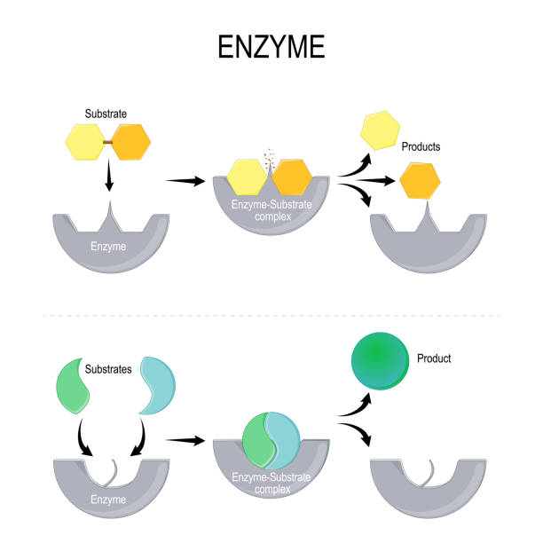 enzym-funktion - enzyme stoffwechsel stock-grafiken, -clipart, -cartoons und -symbole