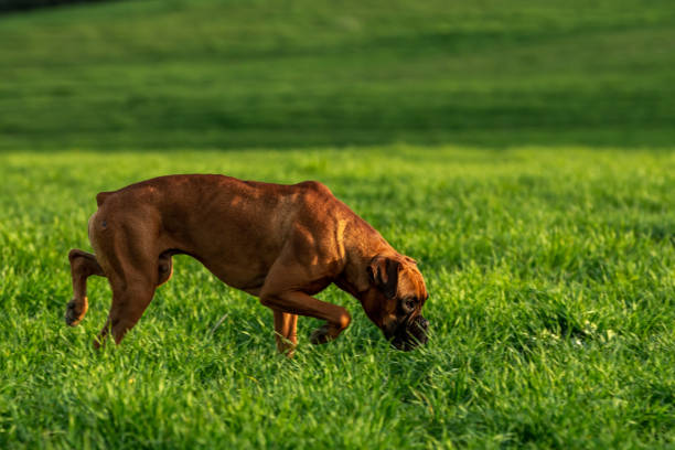 istock Boxer dog in the field 1135952926