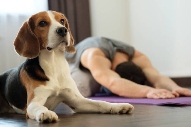 istock Yoga at home 1135953074