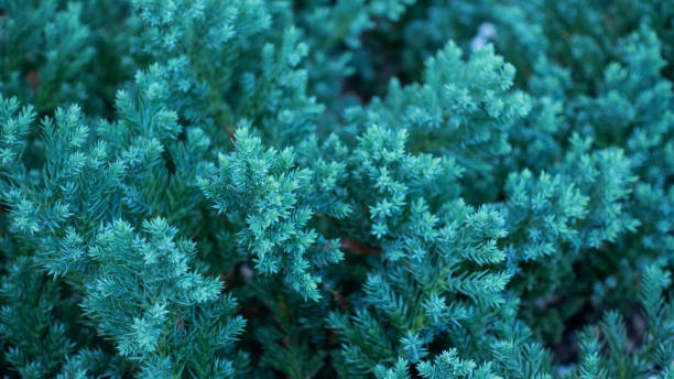 Close up of Creeping Juniper plant for a green background. Close up of Creeping Juniper plant for a green background. juniperus procumbens stock pictures, royalty-free photos & images