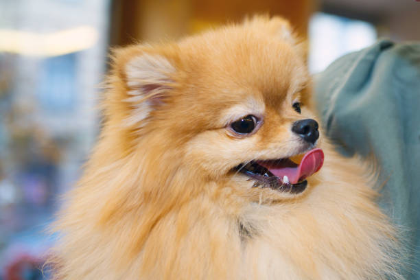istock Miniature Pomeranian smiling close. 1135953601