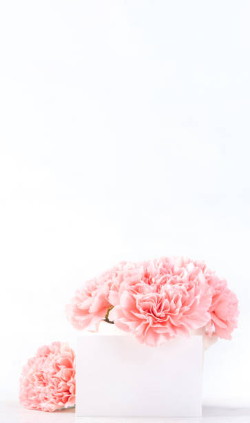 明るい背景に孤立した白い花瓶に美しい咲く赤ちゃんピンクの柔らかいカーネーション、5月の母親の日の挨拶 mum アイデアコンセプト写真、クローズアップ、コピースペース、モックアップ - carnation mothers day florist flower ストックフォトと画像