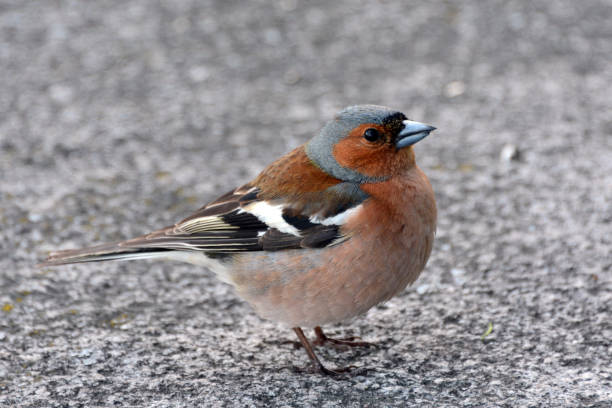 istock Bird Chaffinch close looking at you. 1135954233