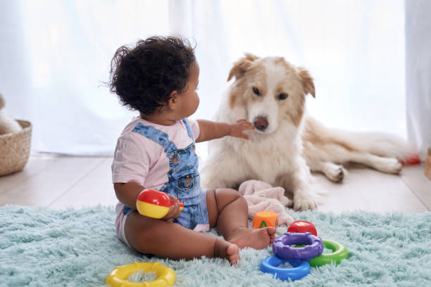 baby with pet dog at home Baby girl sitting on floor playing with family pet dog, child friendly border collie border collie photos stock pictures, royalty-free photos & images