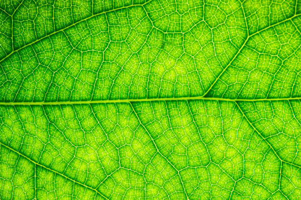 istock Wonderful detail on leaf close up in macro shoot background. 1135954847