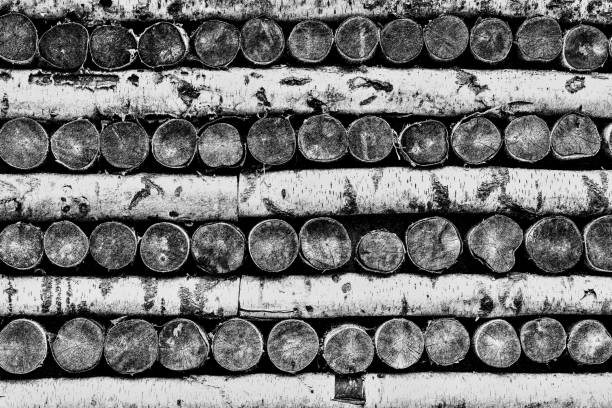 texture trees of birch firewood in a stack for an abstract background of monochrome tone