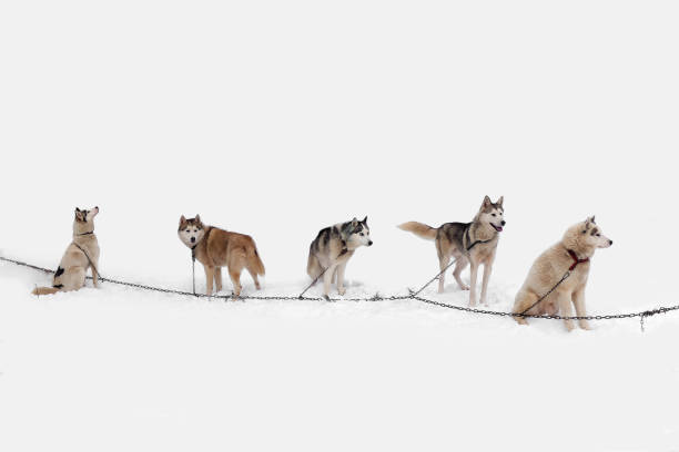Sled Husky on a leash to the chain. Siberian Huskies sled dog waiting for the run. Sledding dogs on competition racing. Fnimal driven sleigh people. The lives of the in the North. dogsledding stock pictures, royalty-free photos & images
