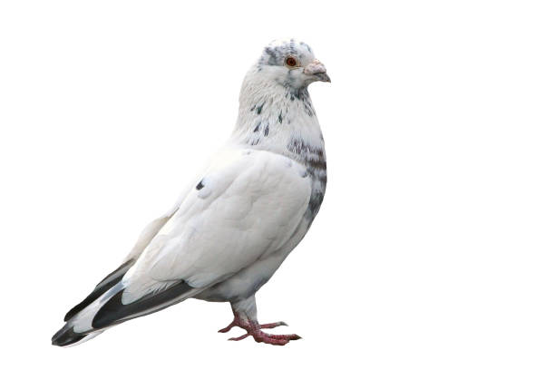 istock Noble white dove isolated on background close. 1135957417