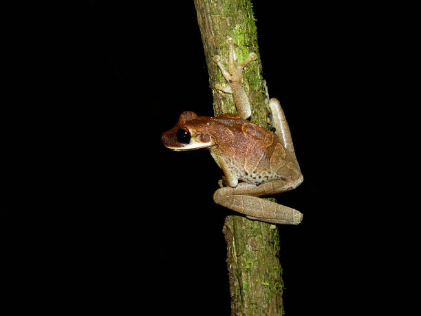 istock Treefrog encountered during a nightwalk in the jungle 1135957833