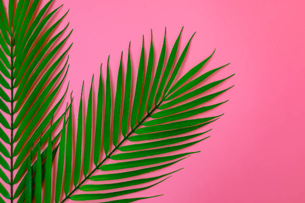 istock Tropical palm tree leaves nature on pink background with summer concept, copy space, Top view, Flat lay. 1135957901
