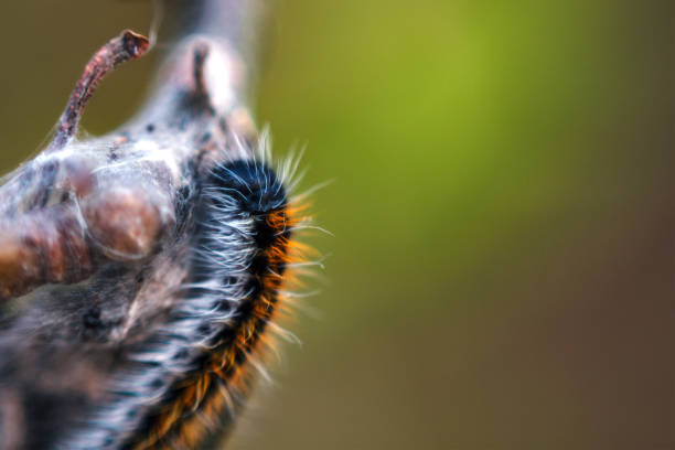 makro puszysty gąsienica na gałęzi drzewa, miękkie selektywne ognisko, przestrzeń kopiowania - branch caterpillar animal hair insect zdjęcia i obrazy z banku zdjęć