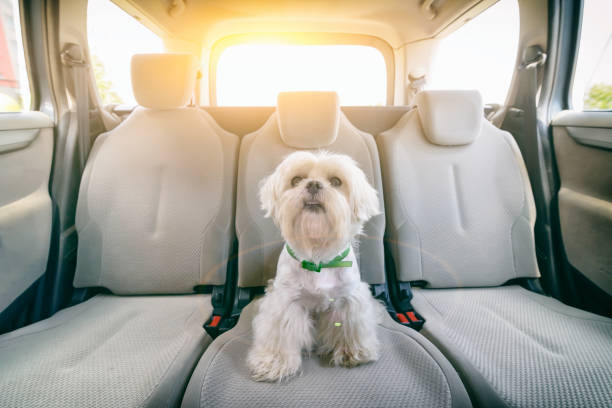 Dog in car sitting alone Little cute maltese dog in the car on the back seat back seat photos stock pictures, royalty-free photos & images