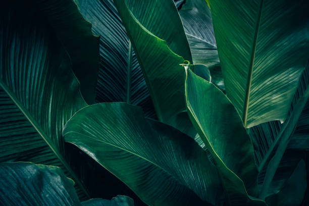 istock Large foliage of tropical leaf 1135958877