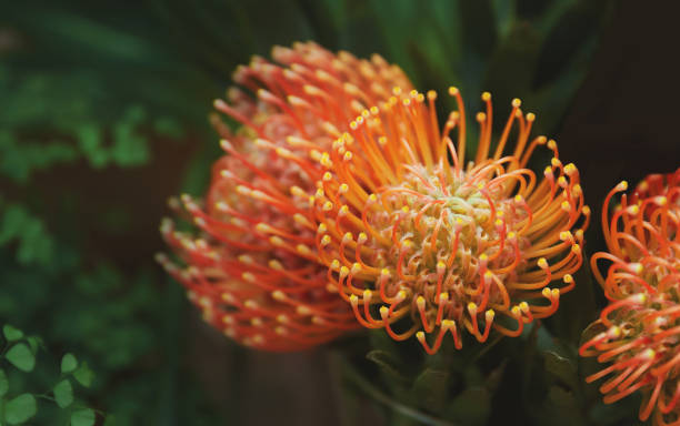 istock Orange pincushion protea 1135958902