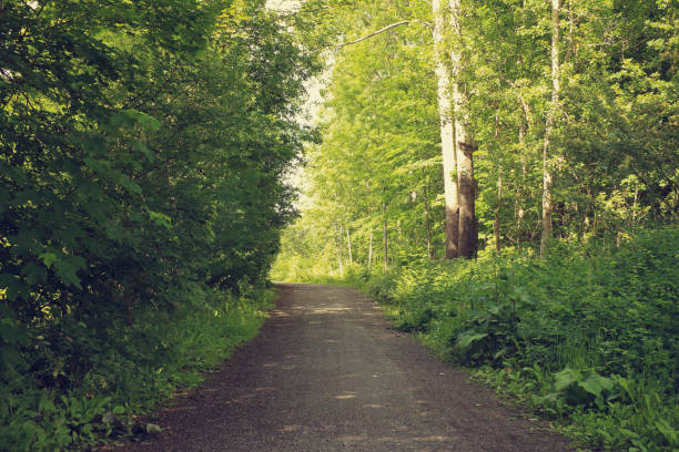 istock Walkway in the middle of a summer forest. 1135960892